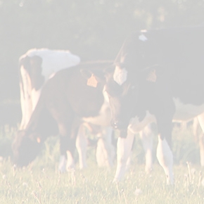 Prim'holstein France appli mobile