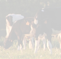 Prim'holstein France appli mobile